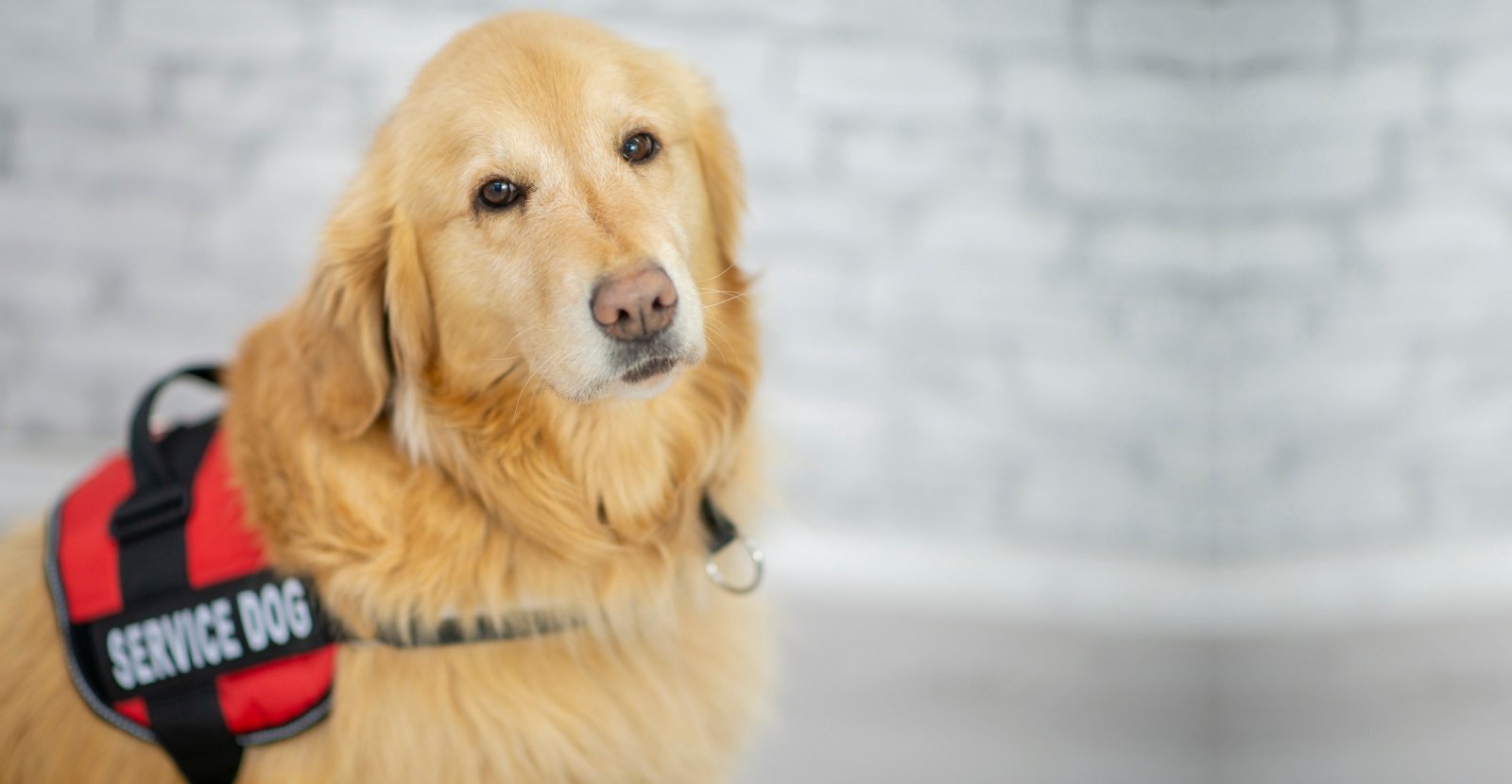 Different kinds deals of service animals